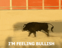 a bull is running in a bullring with the words i 'm feeling bullish above it