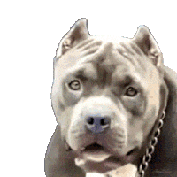 I Know Dog Sticker - I Know Dog Pitbull Stickers