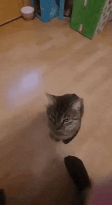 Cat Boing Magnet GIF - Cat Boing Magnet GIFs