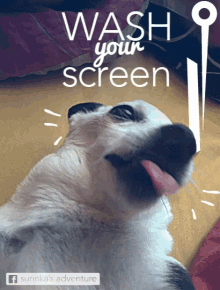 surinka wash screen washing screen dog
