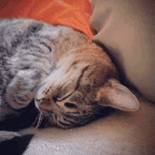 Sleep Kitten GIF