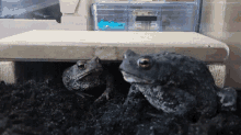 Frogs Fight GIF - Frogs Fight Food GIFs