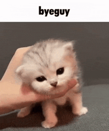 Byeguy Cat GIF - Byeguy Cat Funny GIFs