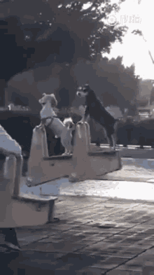 Funny Animals Up And Down GIF
