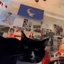 Stray Cat Grab GIF - Stray Cat Grab - Discover & Share GIFs