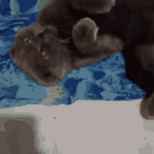 a cat is laying on its back on a bed