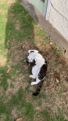 Cat Cute GIF - Cat Cute GIFs