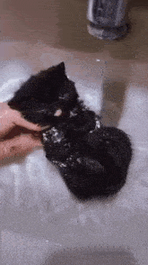 a black kitten is being bathed in a sink by a person .