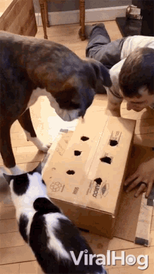 dog box
