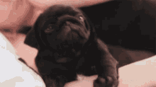 Pug Sleepy GIF - Pug Sleepy GIFs
