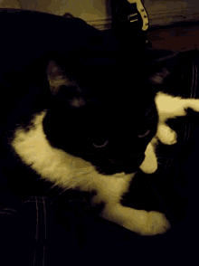 Tipiak Cat GIF - Tipiak Cat Shy GIFs