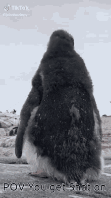 Penguin Funny GIF - Penguin Funny GIFs