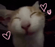 a close up of a cat with three pink hearts around it