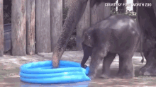 Baby Elephant Belle Makes A Splash At Fort Worth Zoo GIF