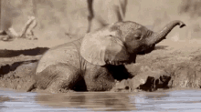 Elephant Playing In The Mud GIF