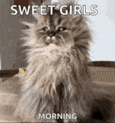 a fluffy cat is sitting on a table with the words `` sweet girls morning '' .