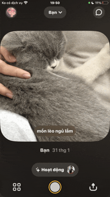 a phone screen shows a picture of a cat and says ban 31 thg 1