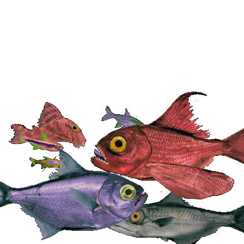 Colin Raff Grotesque Sticker - Colin Raff Grotesque Fish Stickers