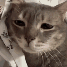 Sad Cat GIF - Sad Cat - ค้นพบและแชร์ GIF