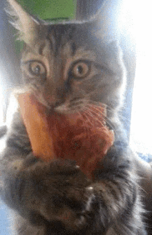 Cat Pizza GIF - Cat Pizza Cute GIFs