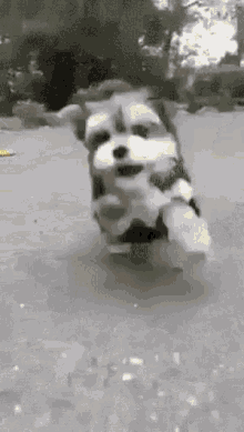 Puppy Explosion GIF - Puppy Explosion Jump GIFs