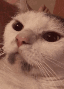 Cookie Cat GIF - Cookie Cat Angry GIFs
