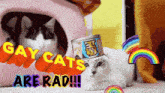 a picture of two cats with the words gay cats are rad on the bottom