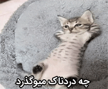 a kitten is laying on its back on a blanket with foreign writing