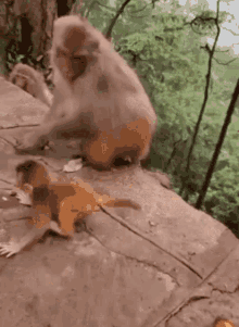 monkeyphobic