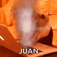a cat is typing on a laptop with the word juan coming out of the screen