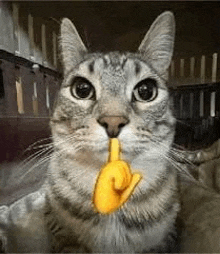 a cat with a yellow finger in its mouth is making a funny face .