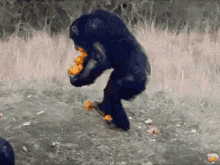 猩猩 搞笑 食物 可爱 GIF - Gorilla Funny Cute GIFs