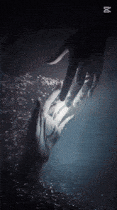 a hand is reaching out to a dolphin in the water