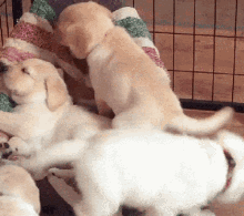 Puppies Nap Time GIF - Puppies Nap Time Nap GIFs