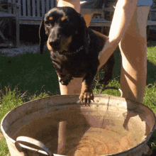 Dog Wash GIF - Dog Wash GIFs