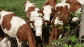 Vache Animal GIF - Vache Animal Animaux GIFs