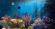 fishes aquarium