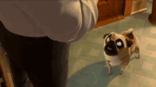 Pug Try GIF - Pug Try To GIFs