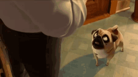 Pug Can't Figure Out Which Door Is Open - Señor GIF - Pronounced GIF or JIF?
