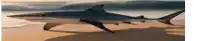 a shark is swimming on a beach near the ocean .