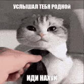 a cat wearing a tie is being touched by a hand