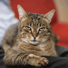 Middle Finger Cat GIF - Middle Finger Cat GIFs