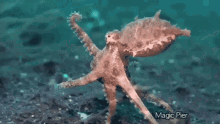 octopus walking fight