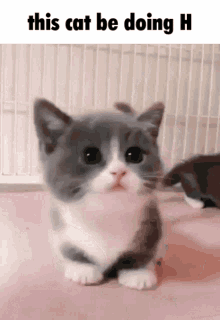 Letter H Funny GIF - Letter H Funny Cat GIFs