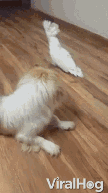 a dog and a bird are playing on a wooden floor with viralhog written on the bottom right
