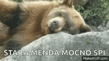 Bear Sleeping GIF - Bear Sleeping Tired GIFs