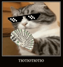 the cat is wearing sunglasses and holding a fan of money .