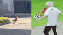 a cat is running away from a man in a white shirt holding a music note .