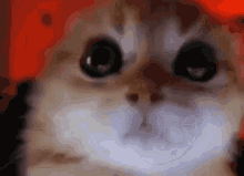 Cat Hypnosis GIF - Cat Hypnosis GIFs