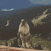 a groundhog standing on its hind legs with the name laurianne written below it